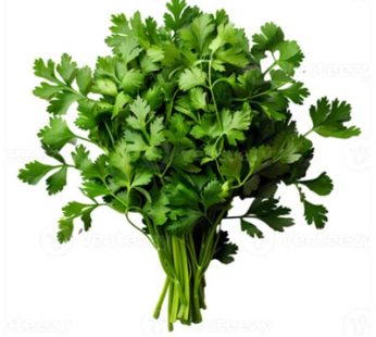 Coriander
