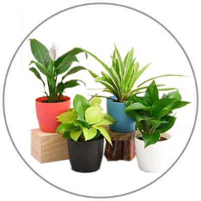 Plant Nursery