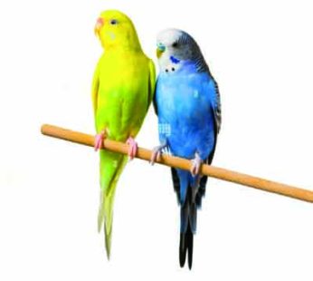 Budgerigar Birds