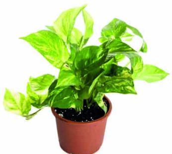 Hybrid Money Indoor Plant